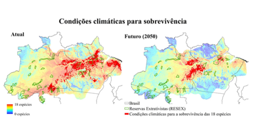 Mapa de riqueza de espécies baseado na sobreposição dos modelos de adequabilidade ambiental projetados para o ano de 2050 das 18 espécies extrativistas analisadas para a Amazônia brasileira.