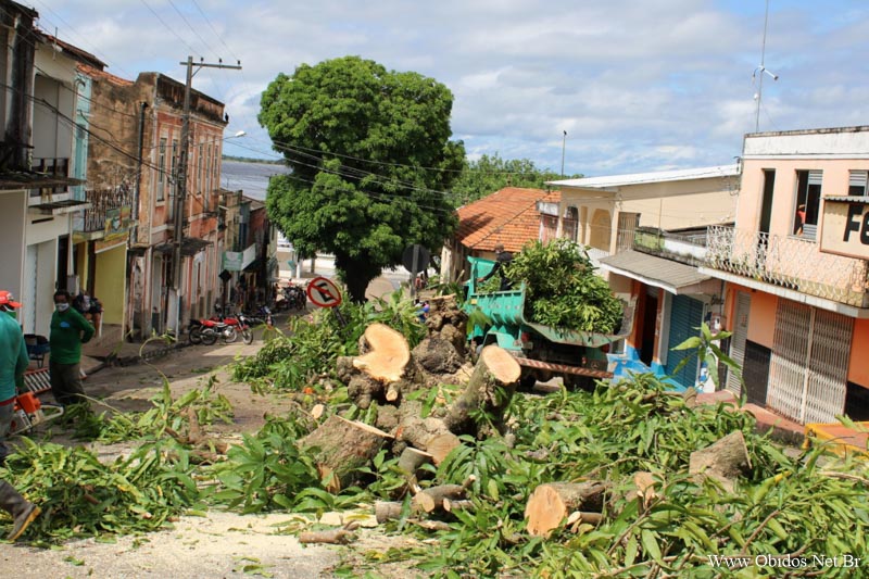 Em Óbidos, Mangueira da Ladeira do Mercado foi derrubada, outra será plantada no local