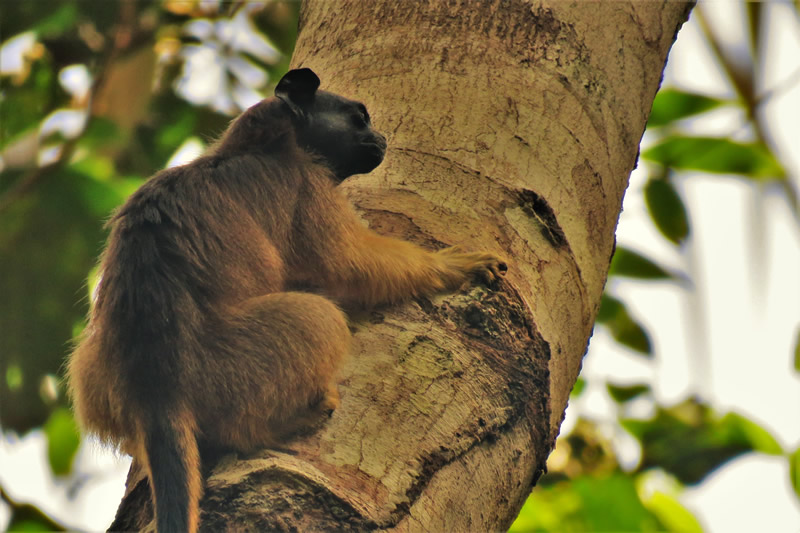 DIA DA AMAZÔNIA: Dez anos de monitoramento pioneiro de primatas na Amazônia