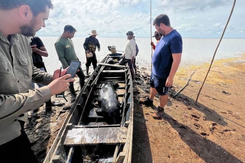 Em risco por conta da Seca, Ideflor-Bio resgata seis peixes-boi em Monte Alegre